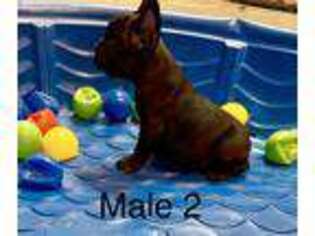 French Bulldog Puppy for sale in Lexington, TX, USA