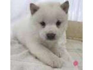 Shiba Inu Puppy for sale in Birnamwood, WI, USA