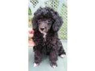 Mutt Puppy for sale in Rootstown, OH, USA