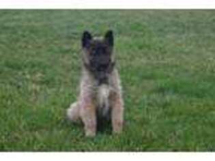 Belgian Tervuren Puppy for sale in New Holland, PA, USA
