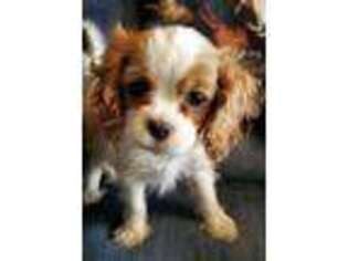 Cavalier King Charles Spaniel Puppy for sale in Grant City, MO, USA