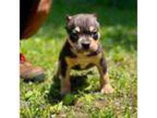 Mutt Puppy for sale in Rockford, IL, USA