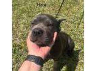 Cane Corso Puppy for sale in Orange Park, FL, USA