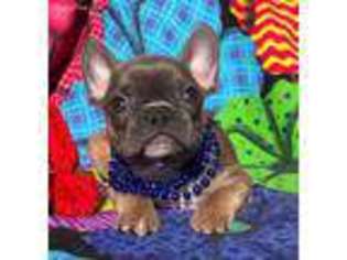 French Bulldog Puppy for sale in Mansfield, PA, USA
