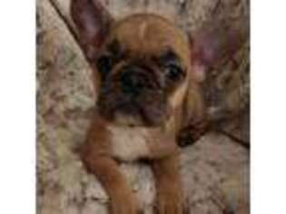 French Bulldog Puppy for sale in Midland, MI, USA