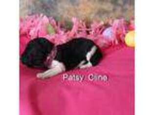 Mutt Puppy for sale in Beloit, WI, USA