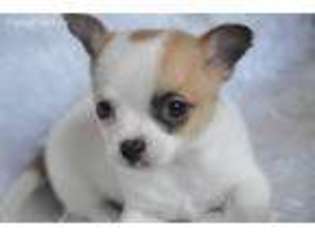 Chihuahua Puppy for sale in Unicoi, TN, USA