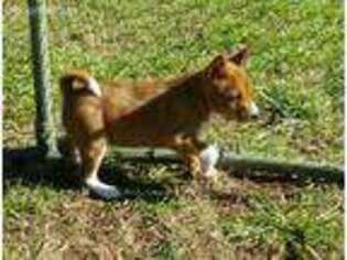 Basenji Puppy for sale in Caldwell, TX, USA