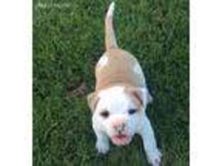 American Bulldog Puppy for sale in Thompsons Station, TN, USA