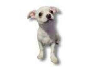 Chihuahua Puppy for sale in Adamsville, TN, USA