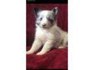 Shetland Sheepdog Puppy for sale in Waco, TX, USA