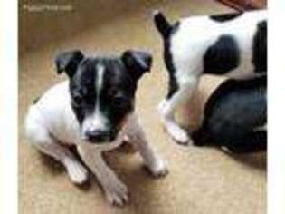 Rat Terrier Puppy for sale in Placerville, CA, USA
