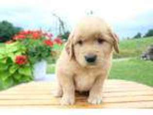 Golden Retriever Puppy for sale in Newcomerstown, OH, USA