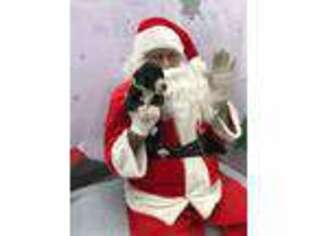 Great Dane Puppy for sale in Massillon, OH, USA