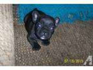 French Bulldog Puppy for sale in WEST SACRAMENTO, CA, USA