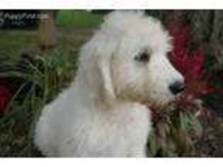 Goldendoodle Puppy for sale in Wirtz, VA, USA