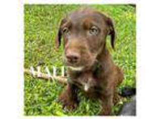 Labrador Retriever Puppy for sale in Mililani, HI, USA