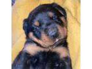 Rottweiler Puppy for sale in Middletown, NY, USA