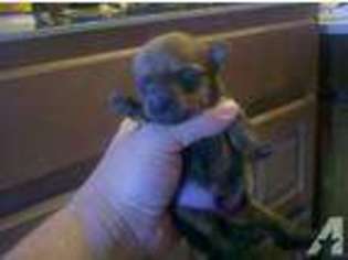Yorkshire Terrier Puppy for sale in NEWPORT, TN, USA