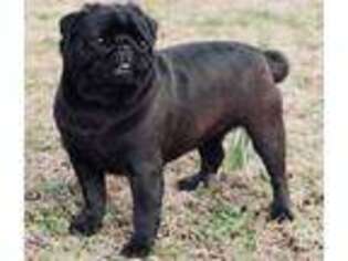 Pug Puppy for sale in Waterford, CA, USA