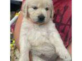 Golden Retriever Puppy for sale in Chandler, AZ, USA