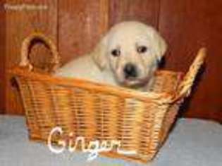 Labrador Retriever Puppy for sale in Kane, PA, USA