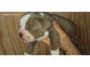 Olde English Bulldogge Puppy for sale in Spring Grove, IL, USA
