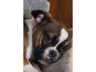 Miniature Bulldog Puppy for sale in Poplar Grove, IL, USA
