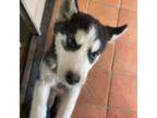 Siberian Husky Puppy for sale in Columbia Falls, MT, USA