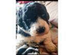 Mutt Puppy for sale in Greer, SC, USA