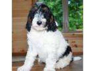 Mutt Puppy for sale in Orrville, OH, USA