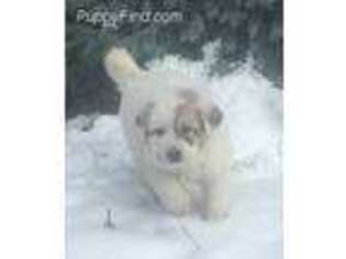 Great Pyrenees Puppy for sale in Bonners Ferry, ID, USA