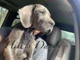 Great Dane Puppy for sale in Millersport, OH, USA