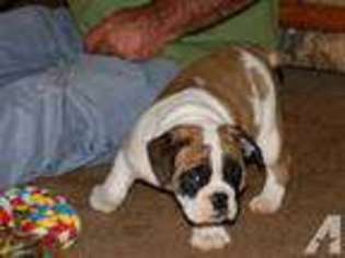 Bulldog Puppy for sale in VINTON, VA, USA