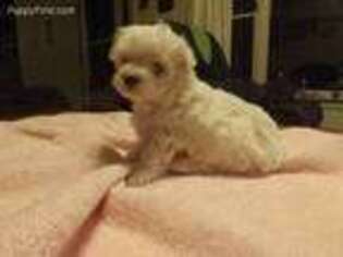 Maltese Puppy for sale in Lake Toxaway, NC, USA