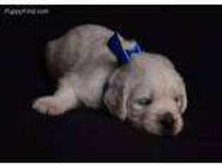 Mutt Puppy for sale in Center Point, IA, USA