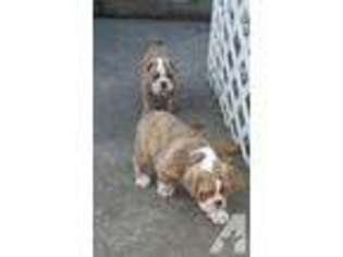 Bulldog Puppy for sale in CASTLE ROCK, WA, USA
