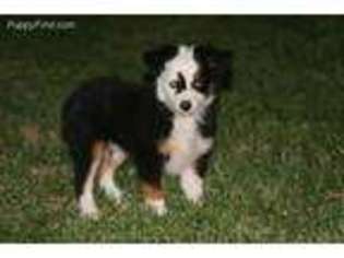 Miniature Australian Shepherd Puppy for sale in Boise City, OK, USA