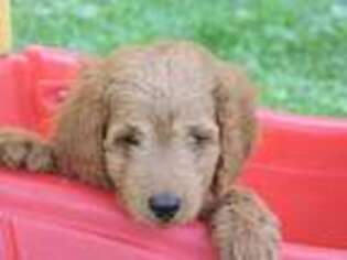 Goldendoodle Puppy for sale in Pounding Mill, VA, USA