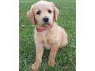 Labradoodle Puppy for sale in East Earl, PA, USA