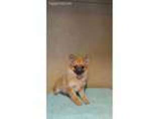 Pomeranian Puppy for sale in Saint Hedwig, TX, USA