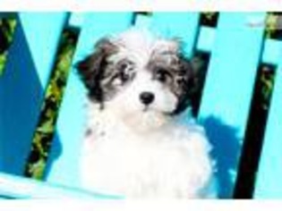 Havanese Puppy for sale in Los Angeles, CA, USA