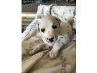 Dalmatian Puppy for sale in New Milford, PA, USA
