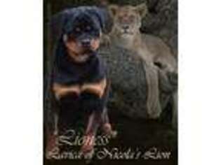 Rottweiler Puppy for sale in Bargersville, IN, USA