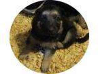 German Shepherd Dog Puppy for sale in ARKPORT, NY, USA