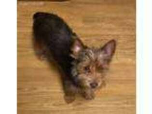 Yorkshire Terrier Puppy for sale in Claxton, GA, USA