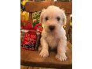 Mutt Puppy for sale in Shallowater, TX, USA