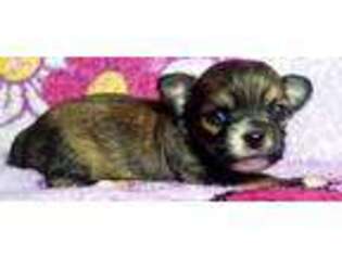 Chihuahua Puppy for sale in Brumley, MO, USA