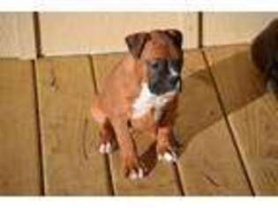 Boxer Puppy for sale in Kalona, IA, USA