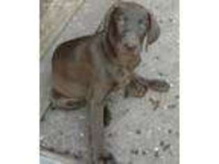 Labrador Retriever Puppy for sale in Westfield, NC, USA